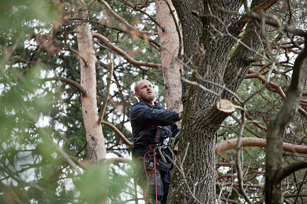 How Our Tree Care Process Works  in  Pawhuska, OK